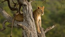 5 Days Magical Kenya Safari Private Tour