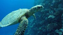 Snorkeling with Dugongs and Turtles on Marsa Mubarak