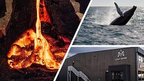 Reykjavik Whale Watching and Lava Show 
