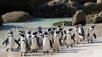 Private Table Mountain Penguins & Cape Point Tour from Cape Town