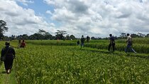 Keliki Village Tour And Rice Field Walk Including Lunch Or Dinner