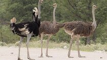 Guided Day Tour to Masai Ostrich Farm from Nairobi