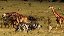 Serengeti National Park Camping Safari in Tanzania Multi Day Tour