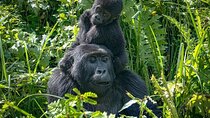 6 Days Uganda and Tanzania Safari (Serengeti and Bwindi)