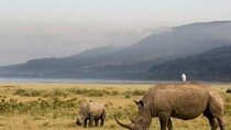 Masai Mara, Lake Nakuru and Lake Naivasha Multi-Day Tour 