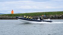 Puffin Express by RIB Speedboat from Reykjavík