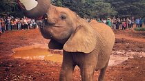 Tour Elephant Orphanage & Nairobi National park