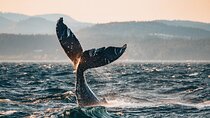 Vancouver Sunset Whale Watching Adventure with Free Photos