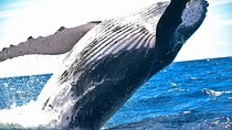 2-Hour Ma'alaea Humpback Whale Watching Cruise for up to 6 Guests