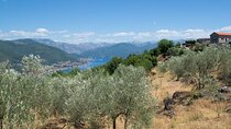Olive oil farm to fork experience & short walking tour of Kotor