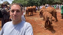 Visiting the Nairobi Elephant Orphanage Tours and Tickets