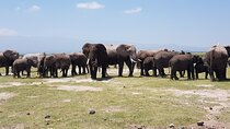 2 Days Amboseli Park Overnight Private Safari