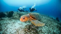 Discover Scuba Diving & Beach Club with Transportation In Riviera Maya 