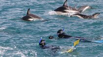 Kaikoura Whale and Dolphin Overnight Tour from Christchurch