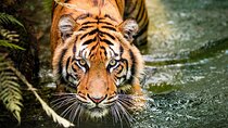 8 Day Golden Triangle Tour with Ranthambore Tigers Tour