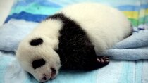 2-Day Private Chengdu Panda Tour