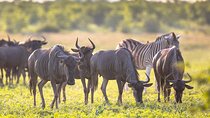 8 Days Follow the Wildebeest Migration River Crossing Safari