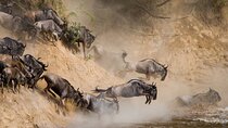 10 Days Wildebeest River Crossing Tour 