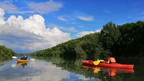  River Exploration and Mangrove Nature Tour by kayaking
