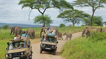 3 Days Luxury Lodge Safari To Tarangire, Lake Manyara & Ngorongoro Crater