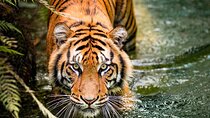 5 Days Golden Triangle with Ranthambore (Delhi Agra Jaipur Ranthambore Tour)