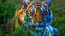 4 Day Golden Triangle Tour with Ranthambore Tiger Safari