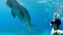 Marsa Mubarak Snorkeling with Dugongs & Turtles From Marsa Alam