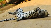 Private Yala National Park Leopard Safari from Galle