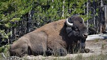 Yellowstone National Park 2 Day Tour Upper and Lower Loop