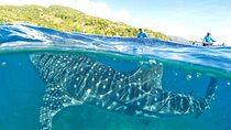 Whale Shark, Canyoneering, Sardines Run and Turtles with Transpo