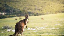 3-Day Kangaroo Island Adventure Tour