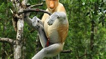 Day Trip Sepilok Orang Utan & Proboscis Monkey (Flight Excluded)