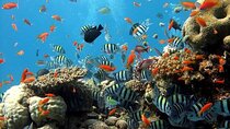 Full Day Snorkeling & Diving in Ras Mohammed National Park- sharm
