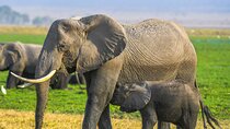 Private Luxury 3 days Amboseli National Park 