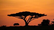 African Safari At Serengeti National Park