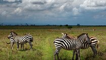 Nairobi National Park and Giraffe Center Day Tour
