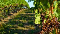 Private Tour of Taormina and Winery Visit in Etna from Taormina