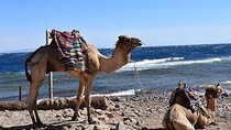 Enjoy with 1 - Hour Camel Ride with Transportation in Hurghada