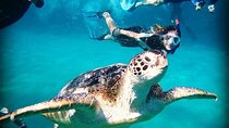 Full-Day Private Trip in Abu Dabbab Beach and Marsa National Park