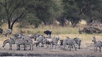 9 day round trip Serengeti-Great Migration and Lake Natron