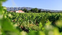 Half day Wine Tour in Côtes de Provence Sainte-Victoire from Aix en Provence