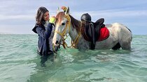 Horse Riding Adventure 2 hours sea and Desert - Hurghada