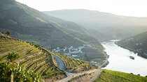 Premium Private Douro Tour: 2 Wineries with Tastings & Cruise