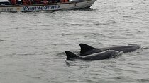 Full Day Tour Mangroves Dolphins and Cocoa Farm from Guayaquil