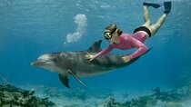 Hurghada: Royal VIP Dolphin House Snorkeling Sea Trip With Lunch