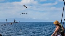 Exclusive Freebird Catamaran Whale & Dolphin to Masca From North
