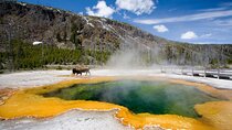 8-Day Tour to San Francisco, Yellowstone, Grand Canyon and Vegas 