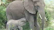 5 Days Tanzania Wildlife Safari Private Tour
