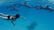 Private Dolphin House Speedboat & one intro diving - Hurghada