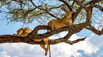 2 Days Safari Adventure in Serengeti National Park